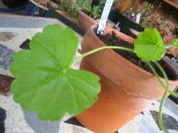 Pelargonium patulum